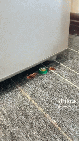 Cockroach Killer Powder Gel (Pack of 12pc)   BUY 1 GET 1 FREE!